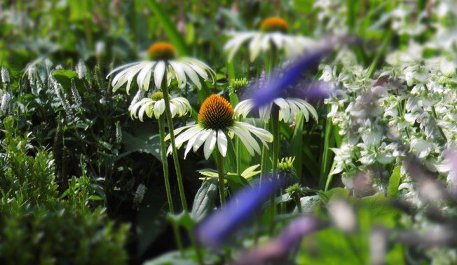 Staudenparadies in Neuenrade ©Anja Habbel Staudenparadies in Küntrop