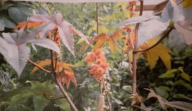 Kleingarten Berentrop © Kleingartenverein Berentrop Kleingarten Berentrop ©Kleingartenverein Berentrop